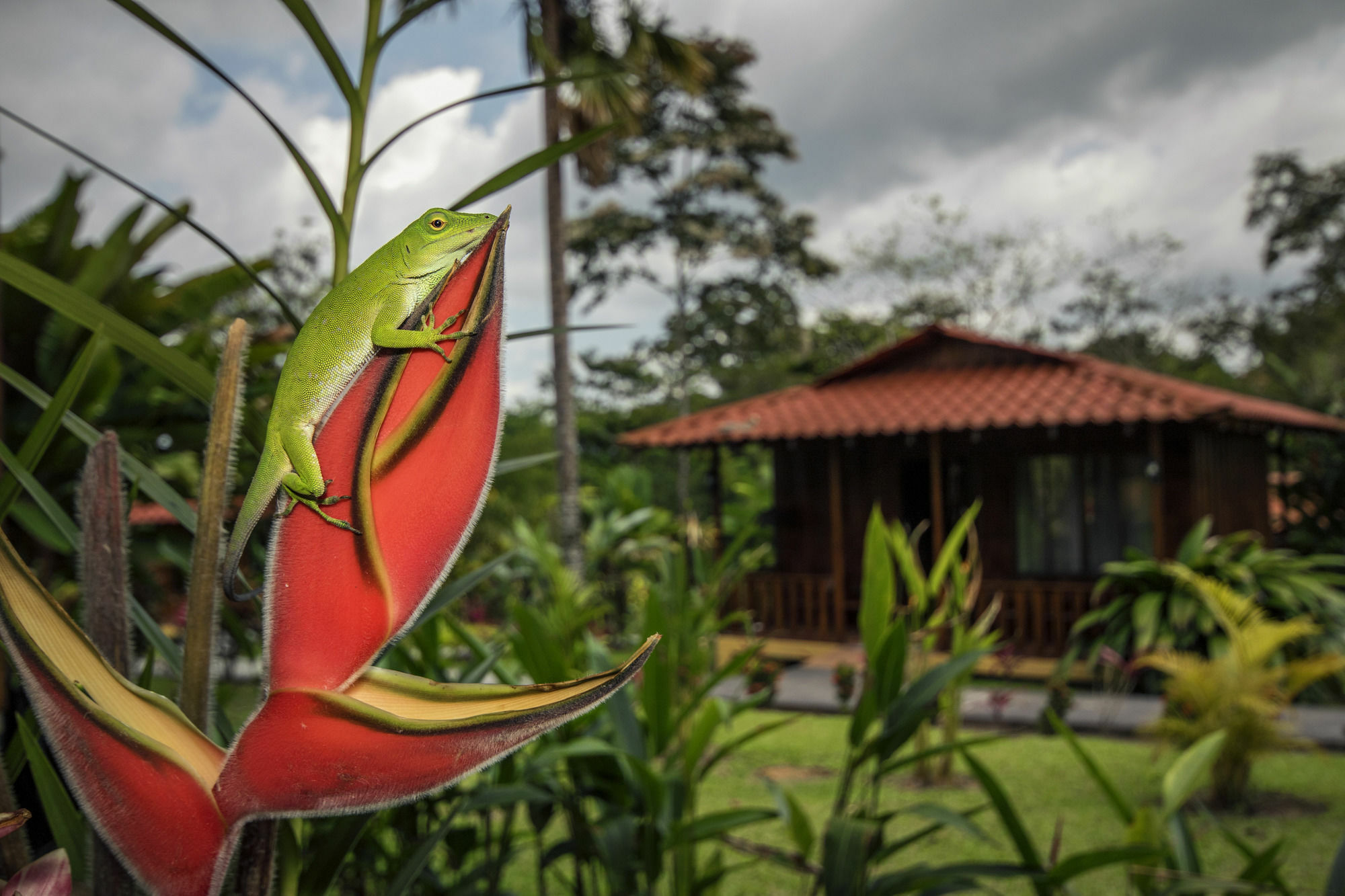 Hotel Rancho Cerro Azul La Fortuna Exterior foto